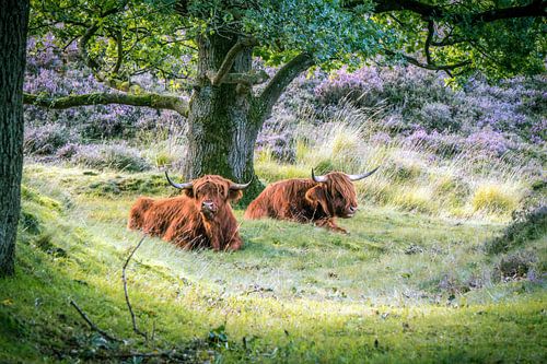 Schotse hooglanders van Erica Kuiper