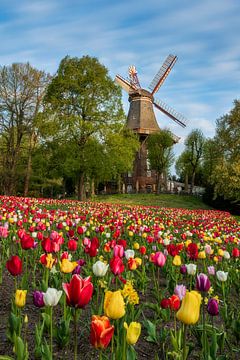 Tulpen voor windmolen in Bremen, Duitsland van Michael Abid