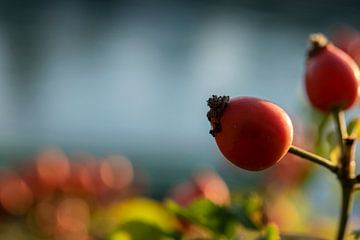 Rosehip van Stefan Heesch