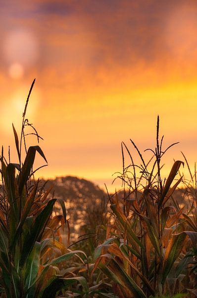 Sunset over the corn fields by Hetty van der Zanden