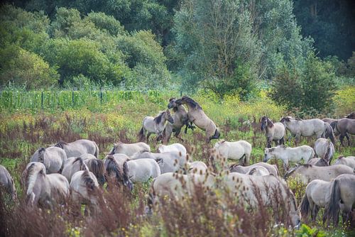 Konik horses fighting