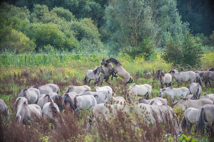 Konik horses fighting by Ans Bastiaanssen