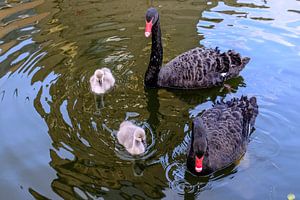 zwarte zwanen en pulletjes von jan van de ven