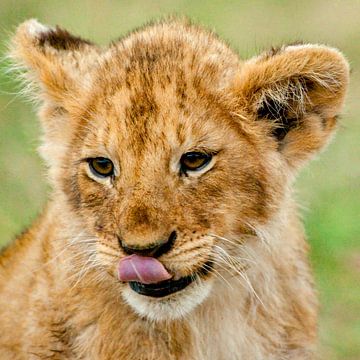 lion cub tongue von Peter Michel