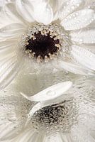 weißes Blütenblatt mit Tropfen "segelt weg" (von weißer Gerbera)