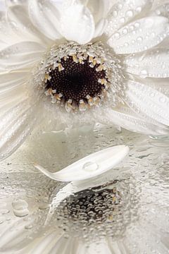 wit bloemblaadje met druppel "vaart weg" ( van witte Gerbera) van Marjolijn van den Berg