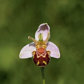 Haben Sie jemals eine so fröhliche kleine Blume gesehen? So klein aber so faszinierend! von Marjon Woudboer