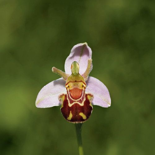 Haben Sie jemals eine so fröhliche kleine Blume gesehen? So klein aber so faszinierend!