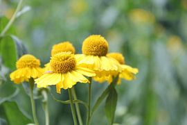 Pastels crémeux sur Melissa Blom