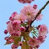 De Japanse sierkers bloeit in het vroege voorjaar met roze bloesem van Jani Moerlands