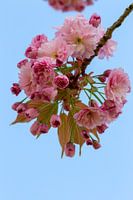 De Japanse sierkers bloeit in het vroege voorjaar met roze bloesem