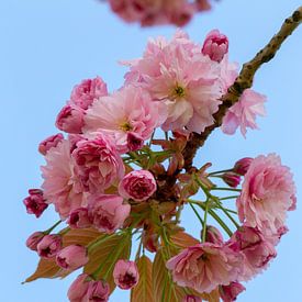 De Japanse sierkers bloeit in het vroege voorjaar met roze bloesem van Jani Moerlands