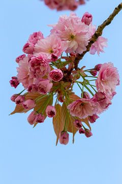 De Japanse sierkers bloeit in het vroege voorjaar met roze bloesem van Jani Moerlands