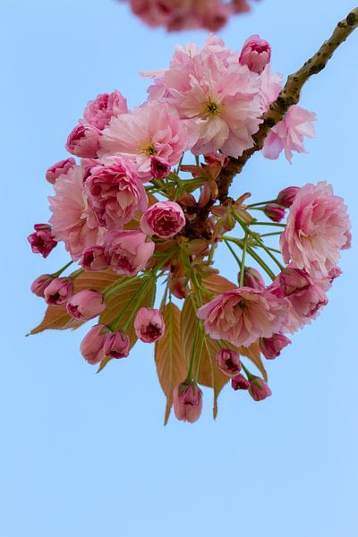 The Japanese cherry blossom in early spring. by Jani Moerlands