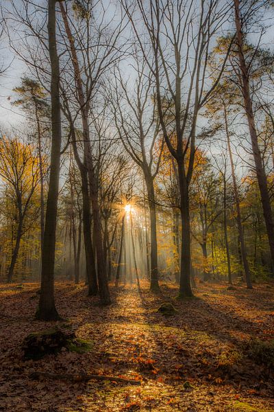 forests by Bart Liesenborgs