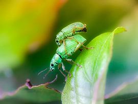 Liefde van paula Klaasen