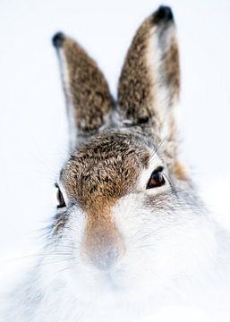 LP 71209016 Alpine hare in the wild by BeeldigBeeld Food & Lifestyle