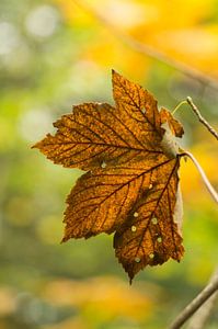 Ein Blick auf den Herbst (Herbstblatt mit Durchsicht in gelben Herbstfarben)