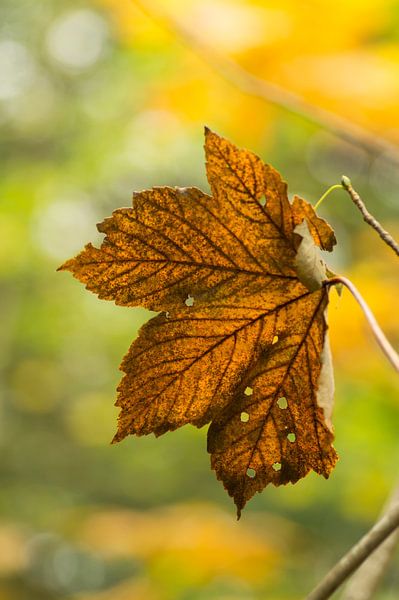 Ein Blick auf den Herbst (Herbstblatt mit Durchsicht in gelben Herbstfarben) von Birgitte Bergman