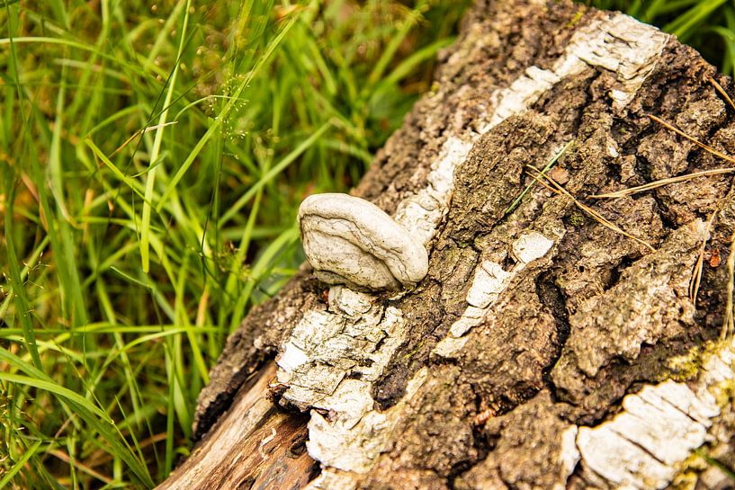 Fungus on a tree trunk by HIELKO VISSER