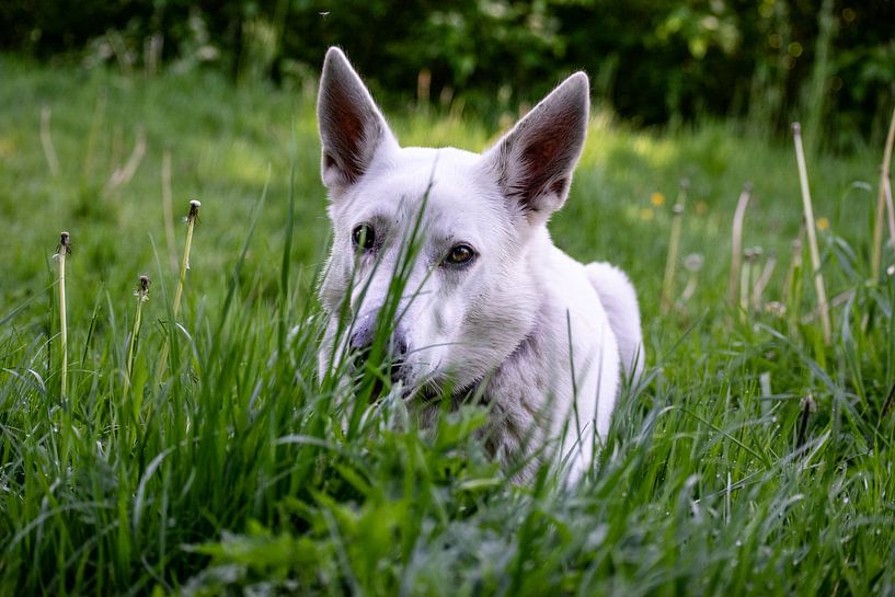 Swiss White Shepherd by Remco Mange