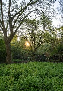 Arboretum Teil 16