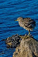 Jonge kwak schudt zijn veren