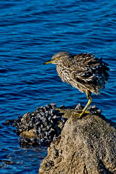 Black-crowned night-heron shakes his feathers by Brenda Gonzalez