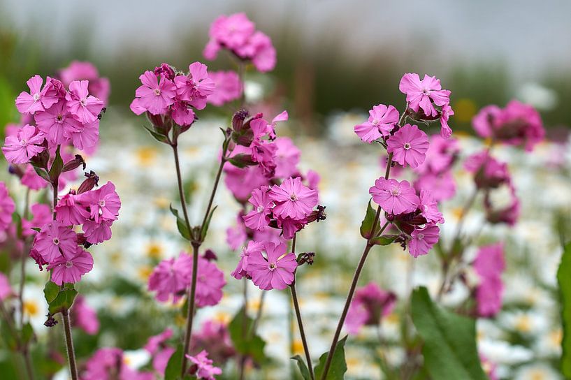 Dagkoekoeksbloem in de vlinderidylle van Ad Jekel