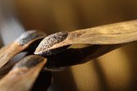 Sowing Seeds of Gold