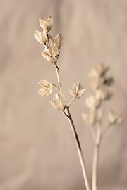 Waldsteinia ternata von Andreas Berheide Photography