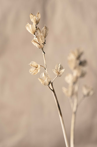 Waldsteinia ternata von Andreas Berheide Photography