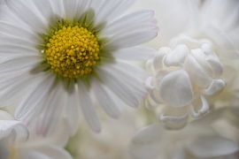Gänseblümchen, strahle im Licht von Jolanda de Jong-Jansen