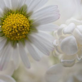 Gänseblümchen, strahle im Licht von Jolanda de Jong-Jansen