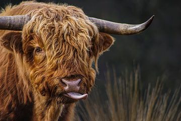 Schotse Hooglander steekt zijn tong uit. van Ronald Ubels