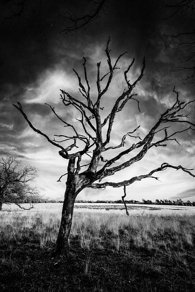 Baum von Wim de Vos