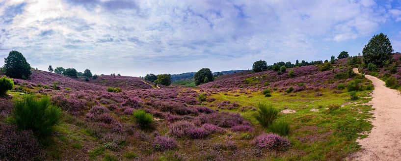 Posbank | Veluwezoom | Sand path through the Purple Hills by RB-Photography