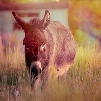 Esel auf der Hippie-Wiese