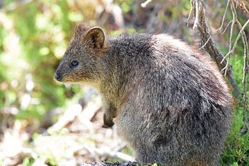 De quokka (Setonix brachyurus) is een wallaby, een klein soort kangoeroe, uit het zuidwesten van Australië van Rini Kools