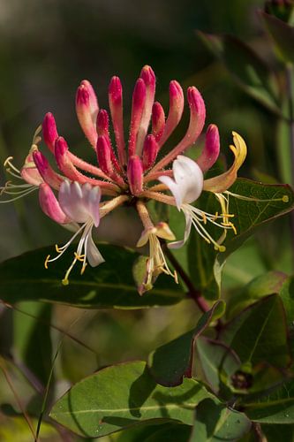 Wildes Geißblatt oder Waldgeißblatt