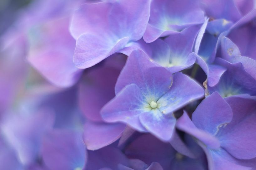 Hortensia van Karin Tebes