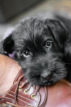 Zwarte Riesenschnauzer puppy van Sammy de With