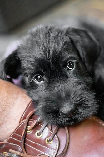 Black Riesenschnauzer puppy