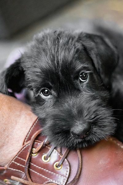 Chiot Schnauzer géant noir par Sammy de With