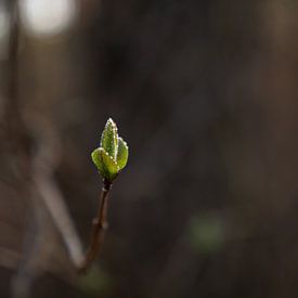 Night frost on a just-hatched shrub bud by Max van Gils