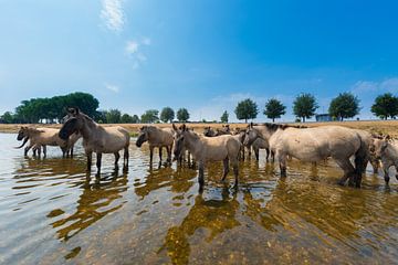 Konikpaarden in het water. van Brian Morgan