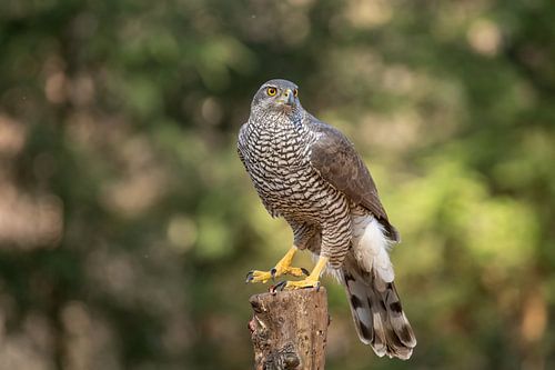 Habicht auf der Lauer