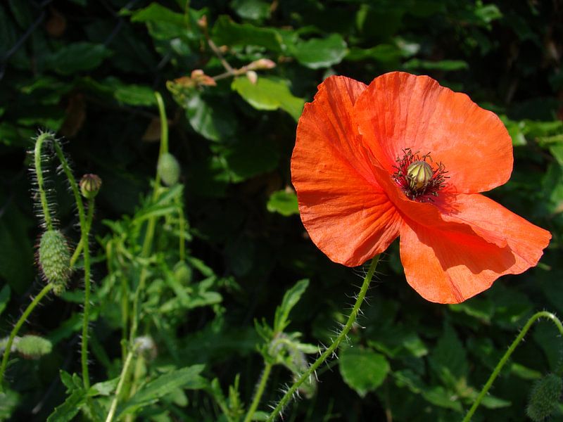 Klaproos by Gosia Lubbers