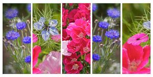 Collage Korenbloemen