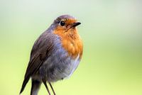 Robins